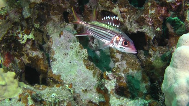 Sammara squirrelfish (Neoniphon sammara) stands on the background of the reef, then leaves the frame, medium shot.
