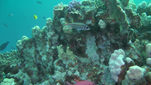 The camera approaches to the fish Sammara squirrelfish (Neoniphon sammara), which stands near the wall of the reef.
