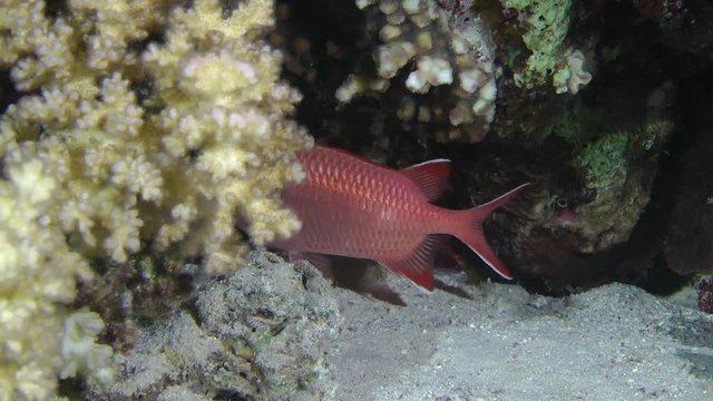 Pinecone soldierfish (Myripristis murdjan) appear from behind the coral bush, medium shot.
