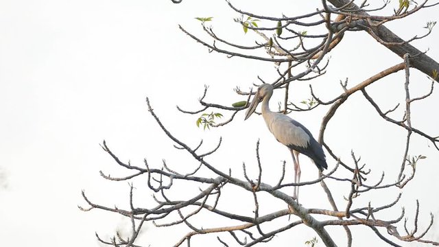 Open-billed stork (Anastomus oscitans) flying out the tree in tropical rain forest.