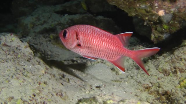 Pinecone soldierfish (Myripristis murdjan) slowly swims, then leaves the frame, medium shot.

