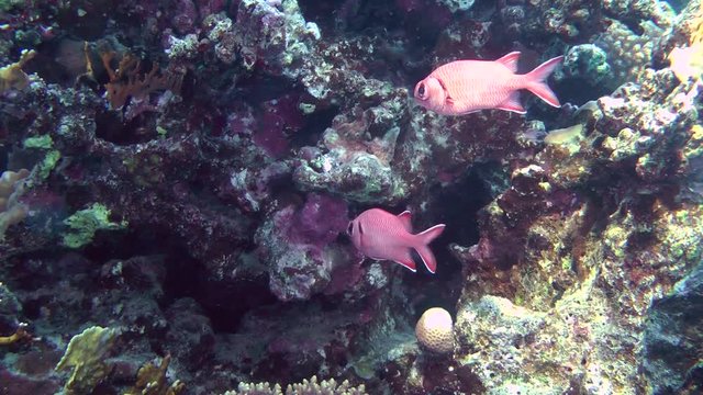 A pair of Pinecone soldierfish (Myripristis murdjan) stands near the wall of the reef, wide shot.
