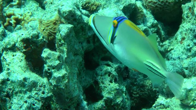 Picasso Triggerfish (Rhinecanthus assasi) gathers sand into his mouth and spits it out, medium shot.
