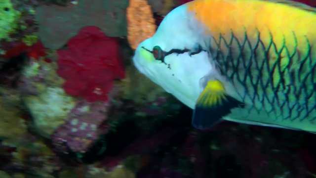Sling-jaw wrasse (Epibulus insidiator) swim against the wall of the reef, then swim away, close up.
