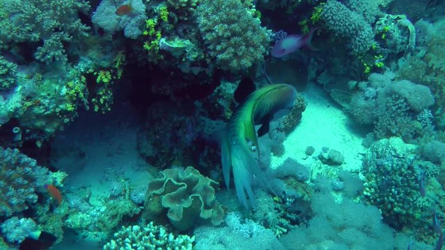 Sling-jaw wrasse (Epibulus insidiator) swims against the wall of the reef, then swim away, wide shot.
