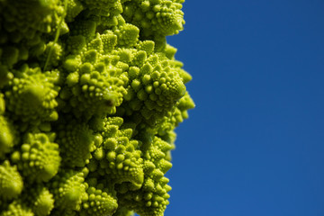 fresh green cabbage