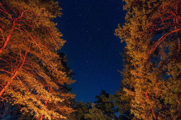 Fototapeta na wymiar Starry sky with Milky way through trees