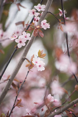 spring cherry blossom