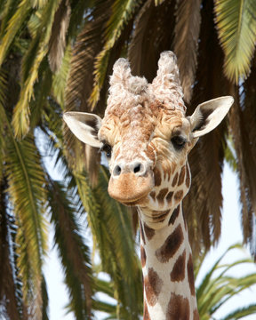 Close Up Portrait Of One Giraffe Standing In Front Of Palm Trees Looking Down At Viewer