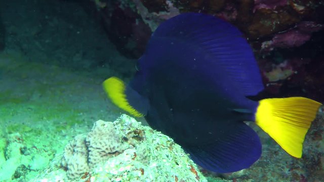 Yellowtail Surgeonfish (Zebrasoma xanthurum) is looking for food among corals, medium shot.
