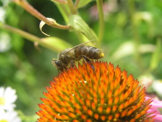 Bee on a flower echinacea. Honey plants Ukraine. Collect pollen from flowers and buds