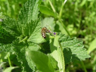 A bee collects nectar from Purple flowers lungwort in the spring.   Flowers lungwort  like bells close up. Honey plants Ukraine. Collect pollen from flowers and budsї