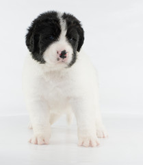 landseer puppy