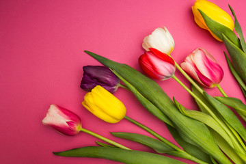 Multi-colored tulips on a pink background.