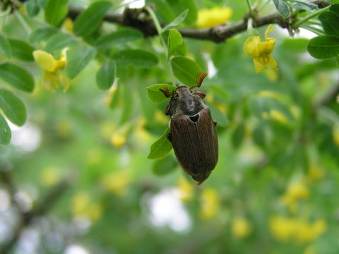 Cockchafer on a bush with yellow flowers Caragana arborescens in the month of May. Honey plants Ukraine. Collect pollen from flowers and buds