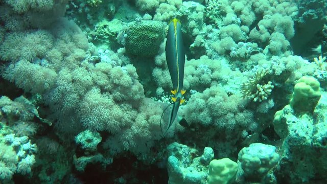 Orangespine unicornfish (Naso lituratus) is looking for food among corals, medium shot.
