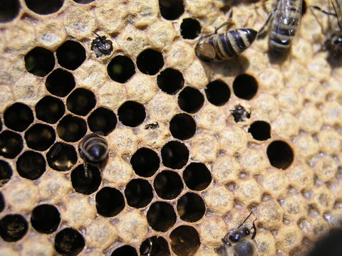 Bee colony in the stock on the frame with a sealed brood, pollen and stores. Young newborn bee crawling on the capping comb  of the brood chamber. The bees
