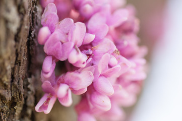 Closeup of a redbud flower on tree