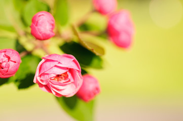 Obraz premium Flowers blooming in spring on a tree (Plum)