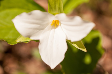 Fototapeta premium Close up of trillium wildflower