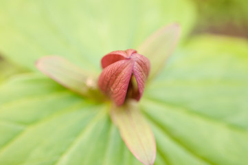Fototapeta na wymiar Close up of trillium wildflower