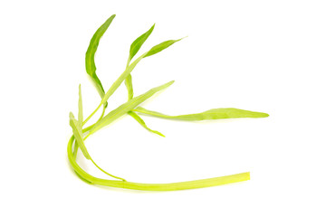 Obraz premium Water Convolvulus on white background