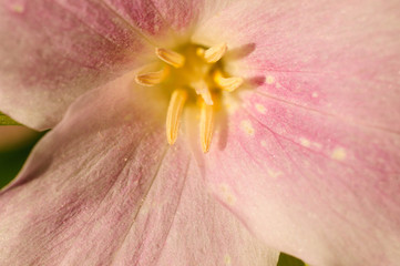 Close up of trillium wildflower