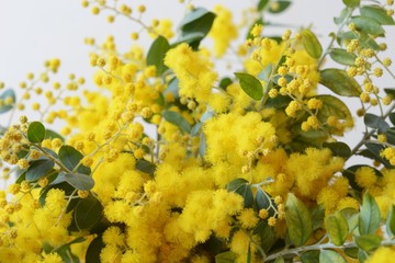 パールアカシアのアップ