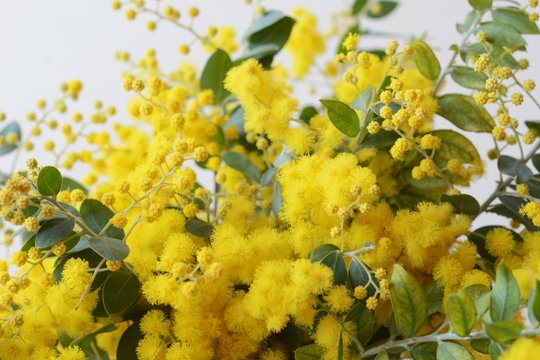 パールアカシア」の写真素材 | 130件の無料イラスト画像 | Adobe Stock