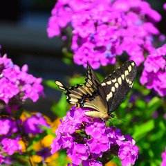 Giant swallowtail butterfly feeding on phlox flowers