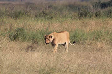 Lioness Walking After Hunt