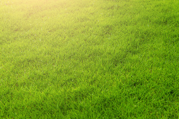 Naklejka na ściany i meble The morning sun shines on the green lawn, backyard for a backdrop.