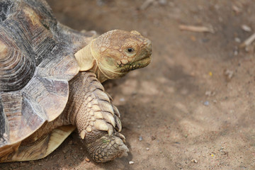 Fototapeta premium Freshwater turtle.