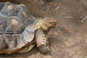 Freshwater turtle.