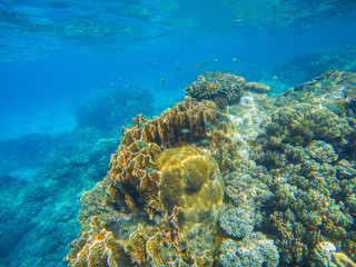 Naklejka na ściany i meble Underwater scene with coral reef. Big corals with small fishes.