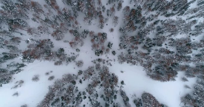 Flight directly above winter forest with snow , top view shot