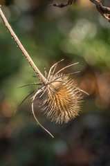 Dried seed pod hanging from a tree in VanDusen Botanical Gardens