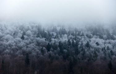 Obraz na płótnie Canvas Snow-covered trees. Magical winter snow covered tree. Dramatic scene. Carpathian. Ukraine. Europe
