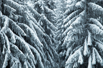 The texture of the snow-covered trees. Magical winter snow covered tree. Carpathian. Ukraine. Europe