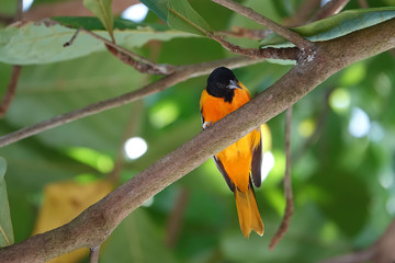 oriole