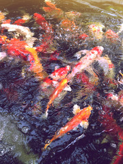Obraz na płótnie Canvas koi fish, colorful fancy carp fish in pond