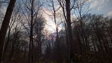 For&ecirc;t hivernale