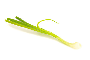 spring onion isolated on the white background