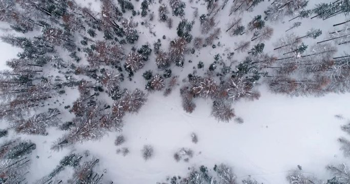 Aerial above winter forest with snow , top view shot