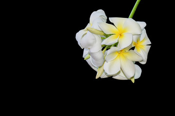 plumeria flower isolated on black background, Clipping path