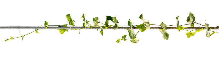 vine plants isolate on white background