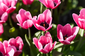Tulip. Beautiful bouquet of tulips. colorful tulips. tulips in spring,colourful tulip, pink tulips. Flower tulips background.