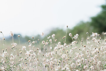 meadow flowers in soft warm light. Vintage autumn landscape blurry natural background.