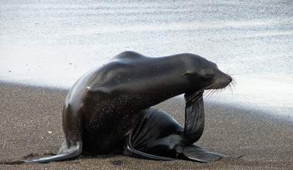 Obraz premium Galapagos sea lion on the beach scratches its chin