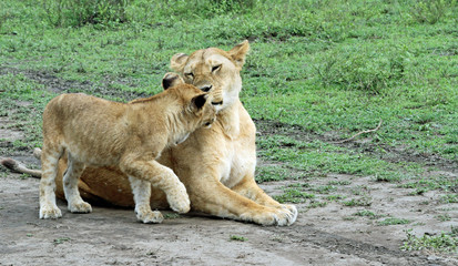 lioness and cub greeting 